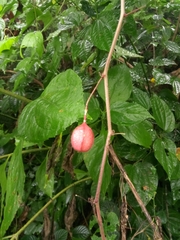 Passiflora rubra