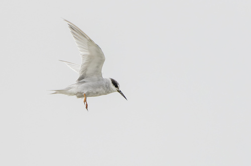 Peruvian Tern (Sternula lorata), photo 10