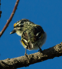 Pogoniulus chrysoconus