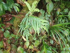 Polypodiastrum mengtzeense