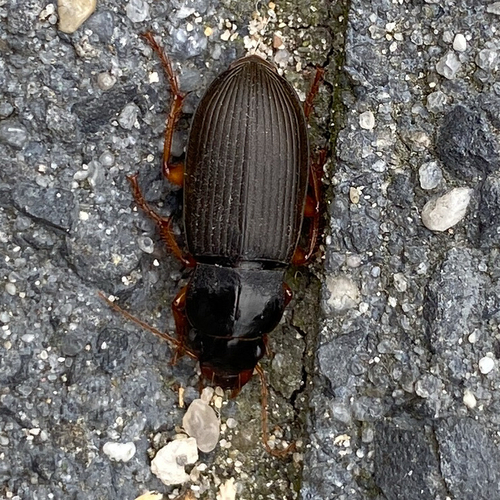 Strawberry Seed Beetle