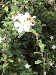 Apis mellifera