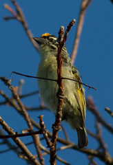 Pogoniulus chrysoconus