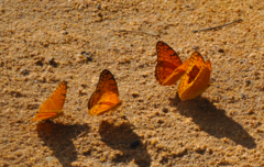 Phalanta madagascariensis