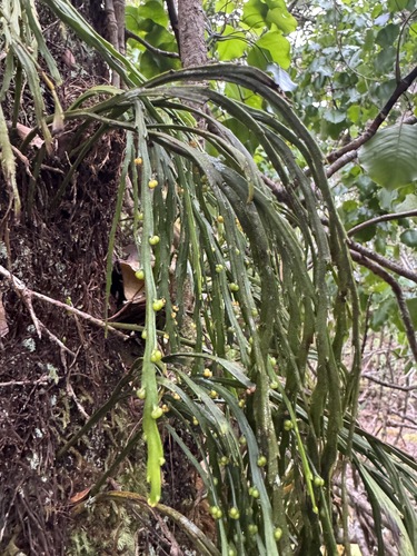 Psilotum complanatum observed 2026-06-19