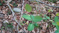 Lonicera caprifolium