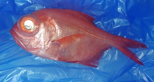 Splendid alfonsino (Beryx splendens) — Berycidae — 5