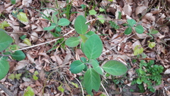 Lonicera caprifolium