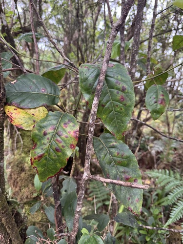 Elaeocarpus bifidus observed 2026-06-19
