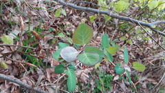 Lonicera caprifolium