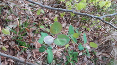 Lonicera caprifolium