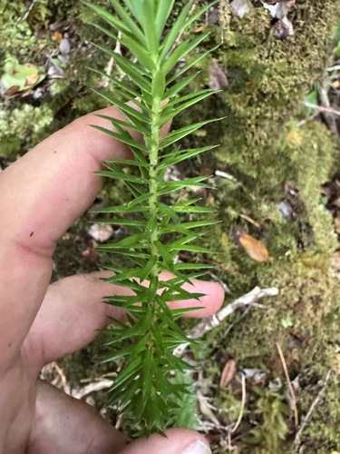 Phlegmariurus phyllanthus observed 2026-06-19