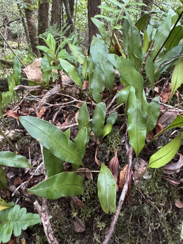 Elaphoglossum crassifolium, 2026-06-19