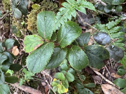 Vaccinium dentatum observed 2026-06-19
