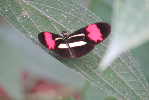 Heliconius besckei