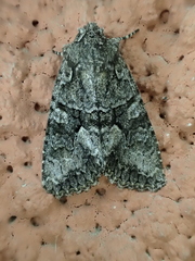 Dryobotodes monochroma