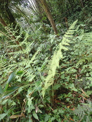 Acystopteris tenuisecta