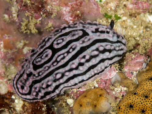 Phyllidiella meandrina