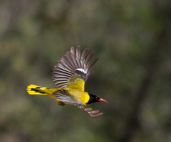 Black-Headed Oriole photo 6
