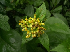 Schistocarpha eupatorioides