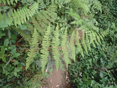 Acystopteris tenuisecta