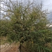 Acacia ehrenbergiana