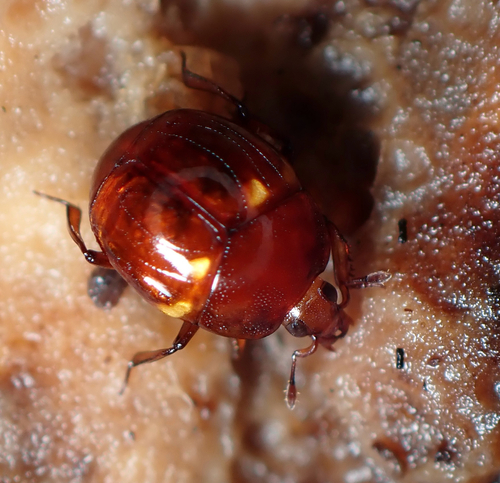 Notodoma fungorum