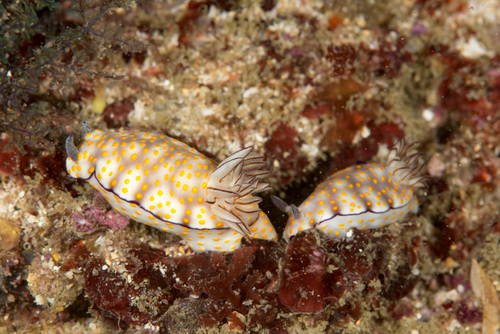Hypselodoris pulchella