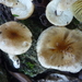 Zhuliangomyces - Photo (c) Grey Smith, some rights reserved (CC BY), uploaded by Grey Smith