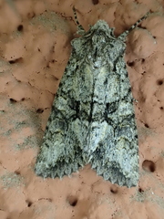 Dryobotodes monochroma