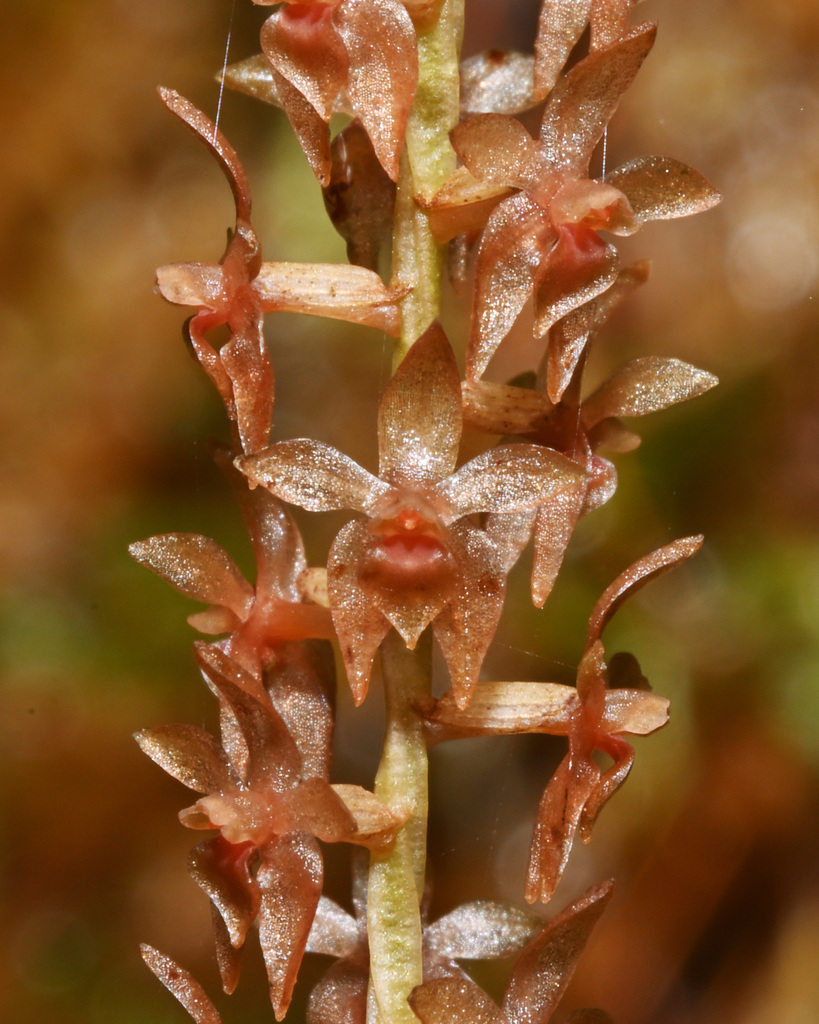 Dendrochilum mearnsii