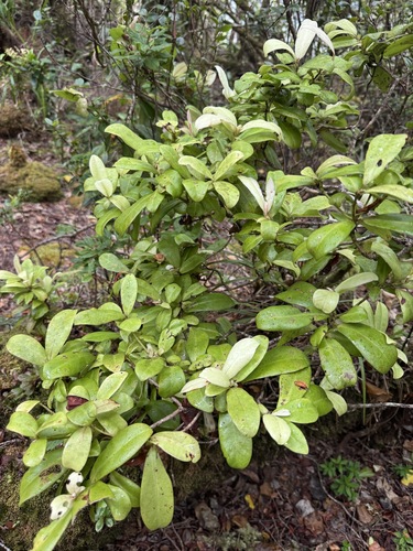 Myrsine alyxifolia observed 2026-06-19