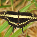 Papilio thoas - Photo (c) Sebastian K. Herzog, μερικά δικαιώματα διατηρούνται (CC BY-NC), uploaded by Sebastian K. Herzog