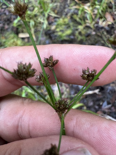 Juncus planifolius observed 2026-06-19