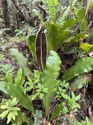 Elaphoglossum crassicaule observed 2026-06-19