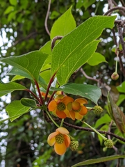 Schisandra arisanensis