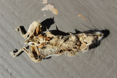 Chaetodipus