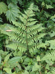 Cornopteris banajaoensis