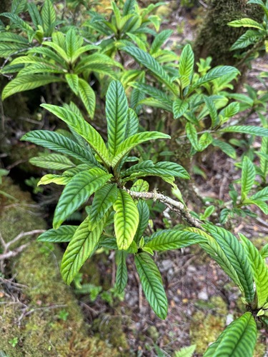 Cyrtandra longifolia observed 2026-06-19