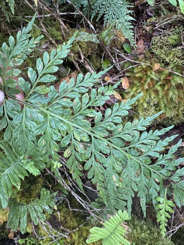 Asplenium sphenotomum observed 2026-06-19