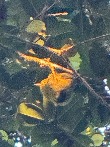 Magumma parva observed 2026-06-19
