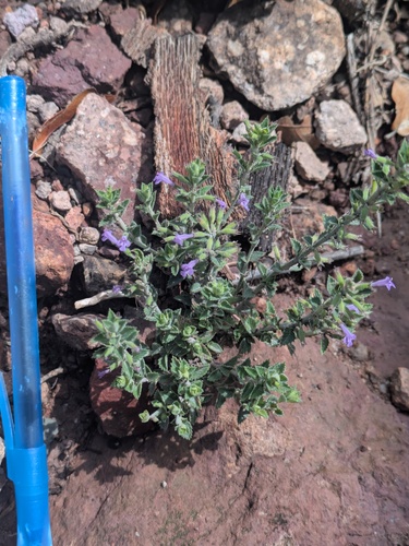 Dwarf False Pennyroyal