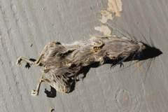 Chaetodipus