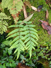 Polypodiastrum mengtzeense