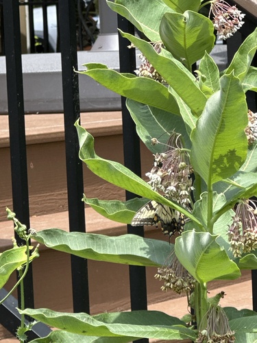 Eastern Tiger Swallowtail