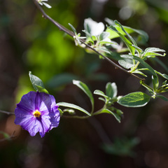 Lycianthes rantonnetii