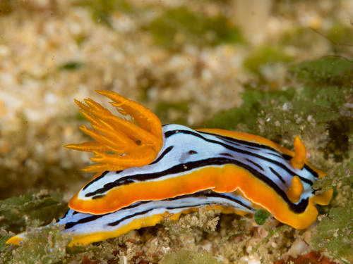 Elisabeth's Chromodoris