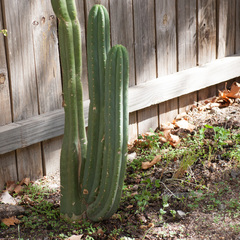 Trichocereus macrogonus