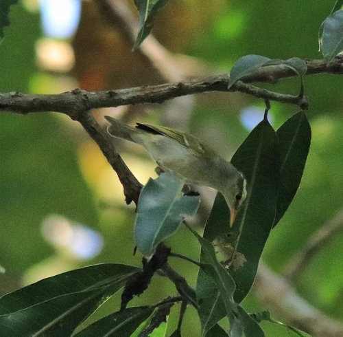 Western Crowned Warbler (Phylloscopus occipitalis), photo 9