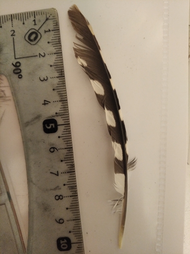 Plume de Pic mar